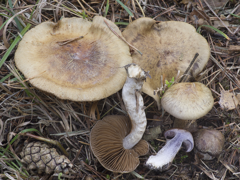 Cortinarius infractus